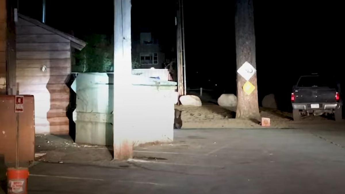 se auzeau zgomote ciudate din tomberon asa ca oamenii din zona au sunat la politie cand s au