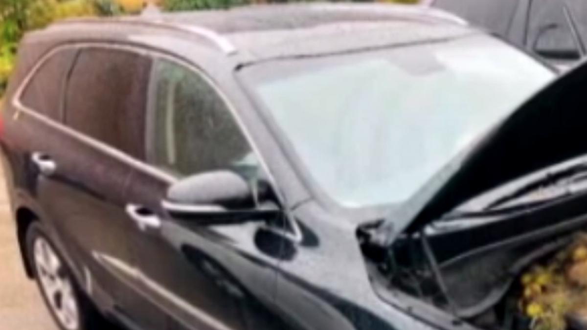 A deschis capota mașinii și a avut parte de surpriza vieții sale. În viața ei nu a văzut așa ceva! (FOTO)