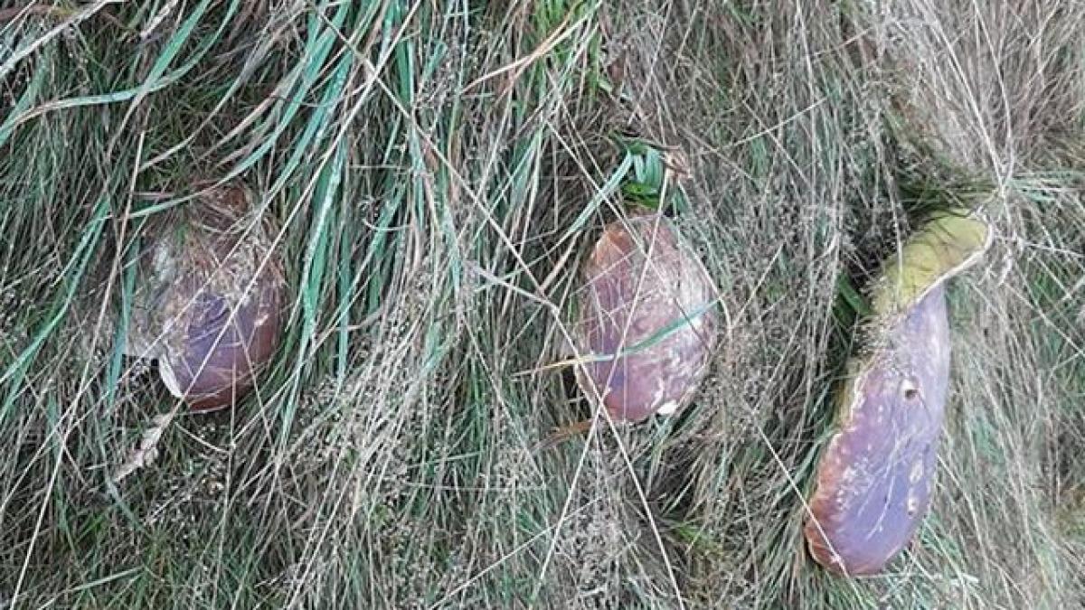 marius se plimba sambata prin padure prin poiana brasov cand a zarit ceva incredibil o doamne erau
