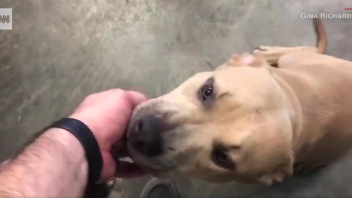 au vazut catelul lor pitbull cum sare peste copil si se aseaza pe bolul cu apa ceva misca insa sub