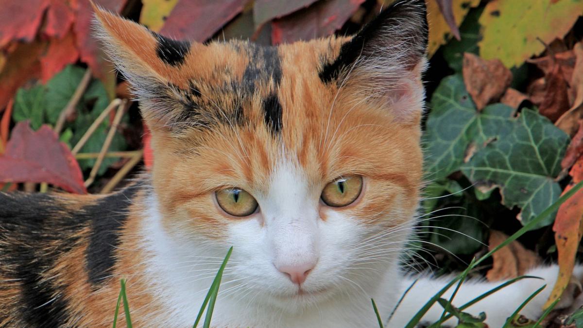 prognoza meteo 15 octombrie cum va fi vremea