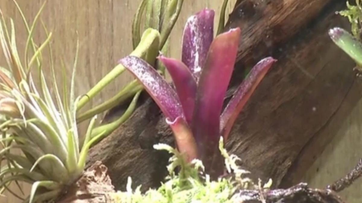 numai de bine o solutie eficienta pentru plante frumoase