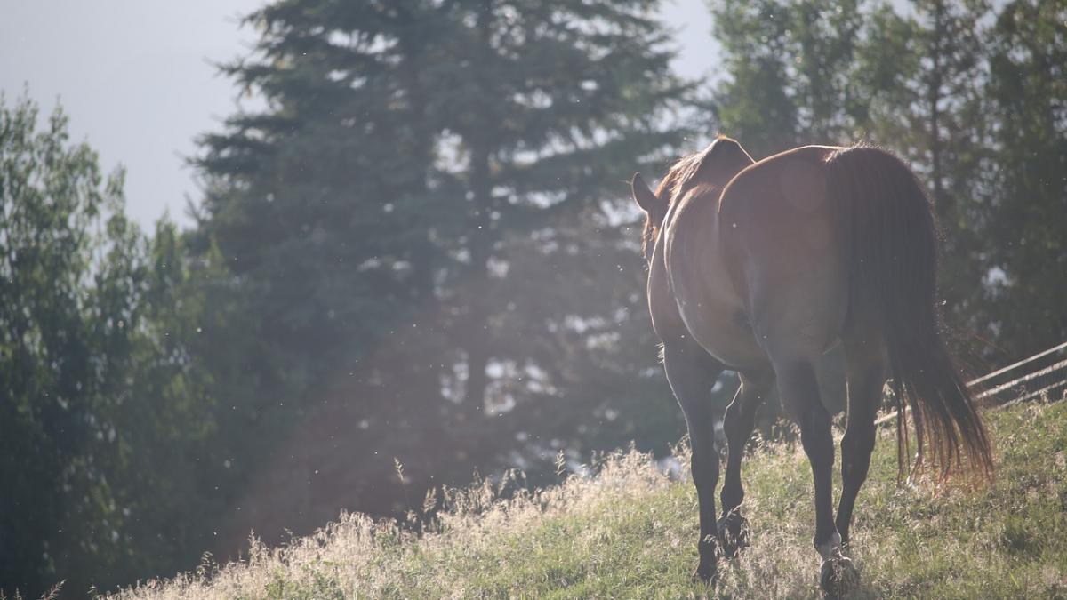 culmea hotiei in moldova acuzat ca si a furat propriul cal