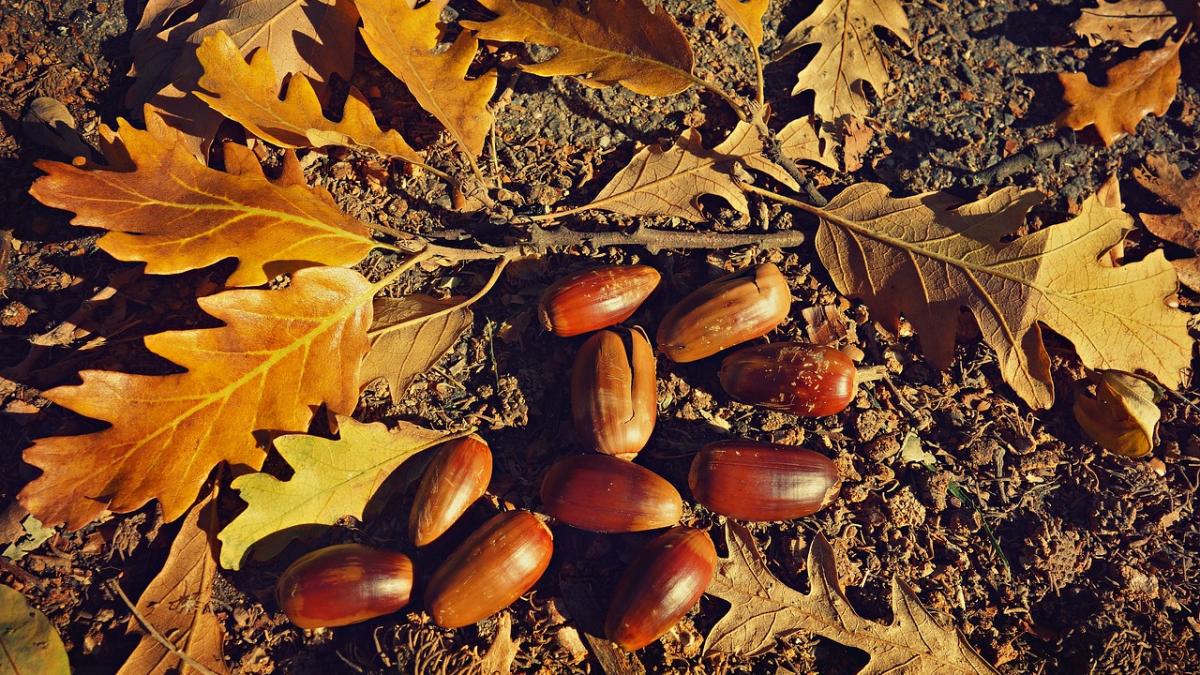 prognoza meteo 19 octombrie vremea se va mentine in general frumoasa