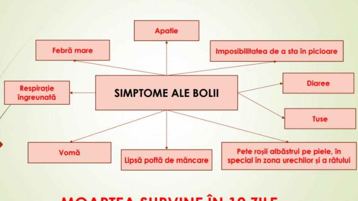suspiciune de pesta porcina africana la brasov