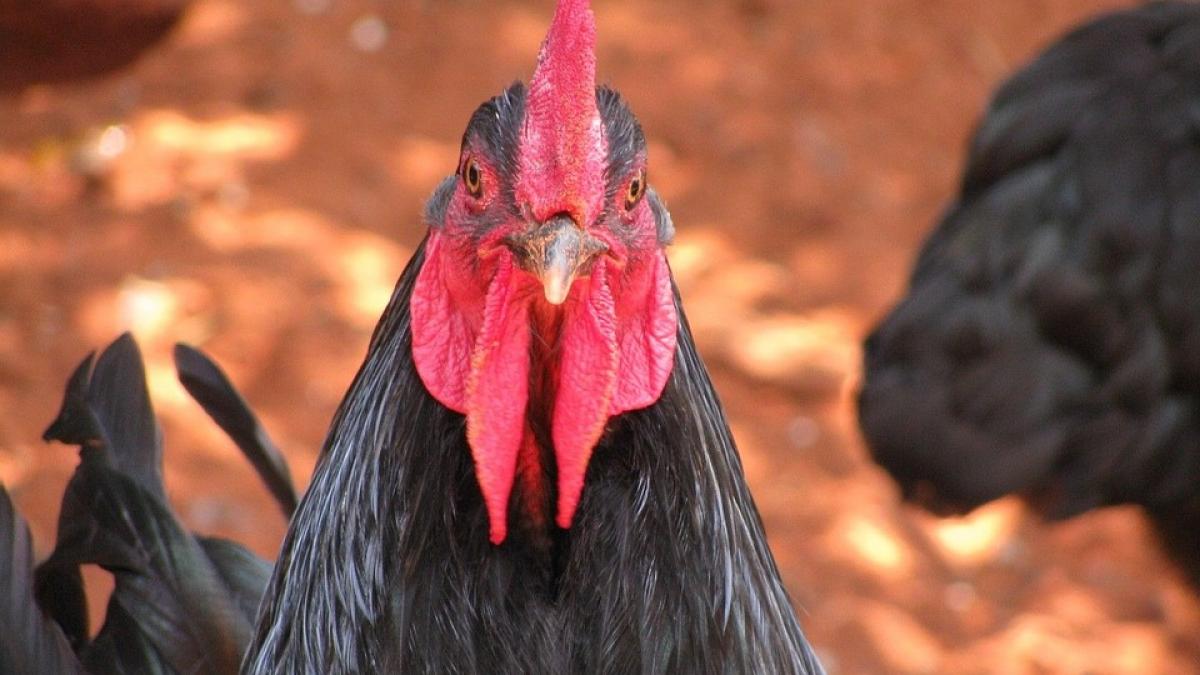 agricool noua extravaganta culinara la romani puiul cu carne neagra