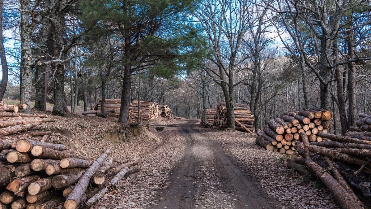 cum e investigata uciderea padurarului din maramures anchetatorii iau in calcul halucinanta pista a
