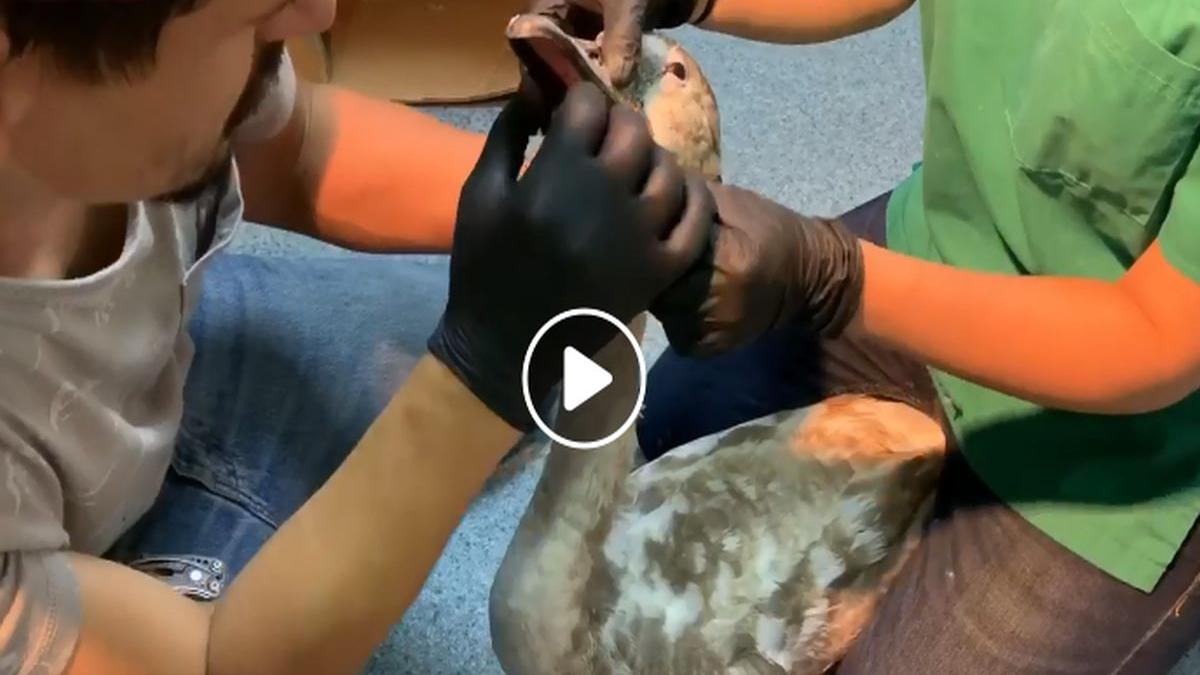 o lebada din parcul ior din bucuresti la un pas de moarte dupa ce a inghitit un ghem de ata de