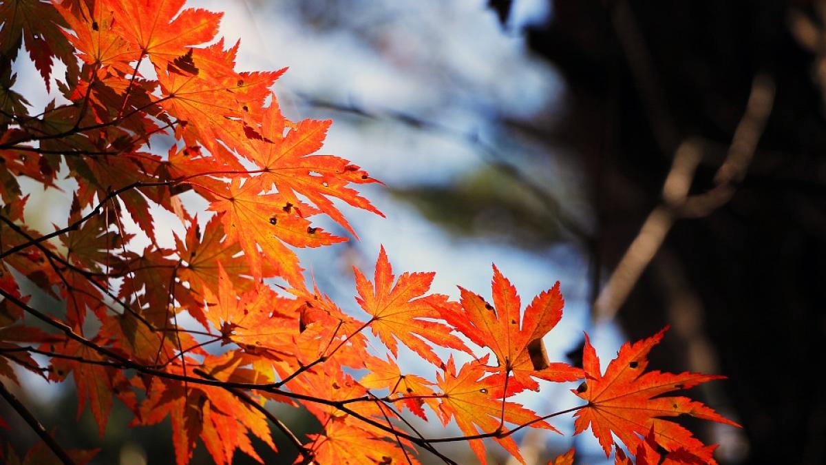 prognoza meteo 20 octombrie veste incredibila de la meteorologi