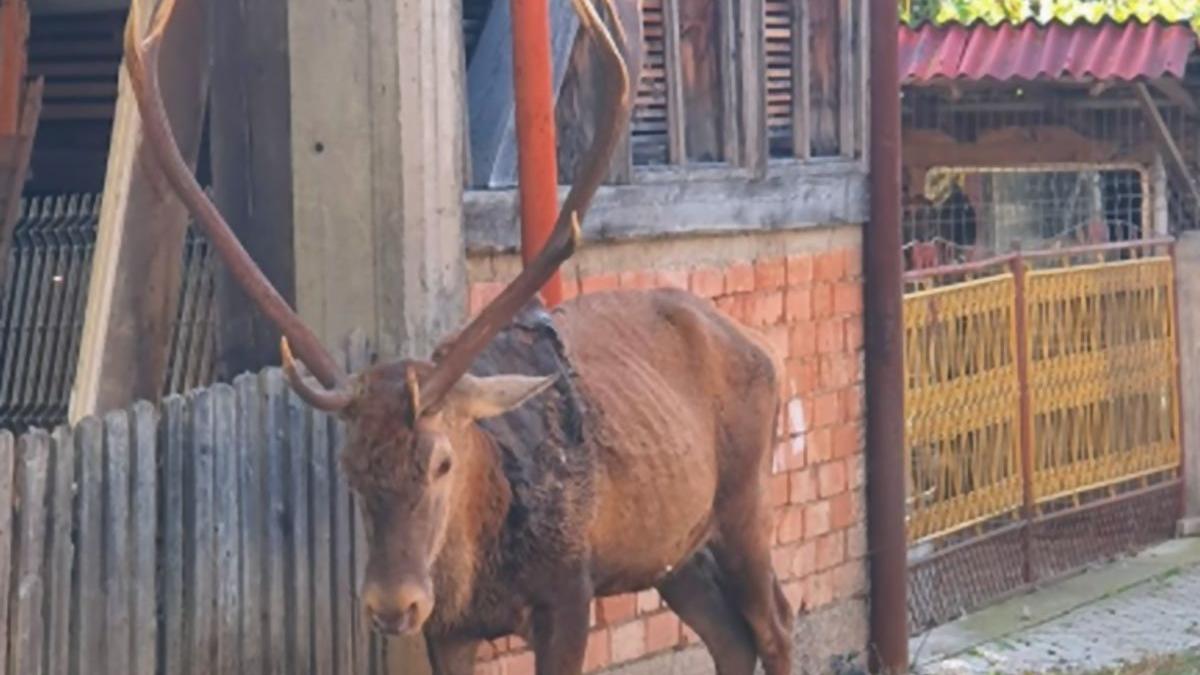 un cerb impuscat de braconieri a murit asteptand ajutor de la oamenii din campulung moldovenesc
