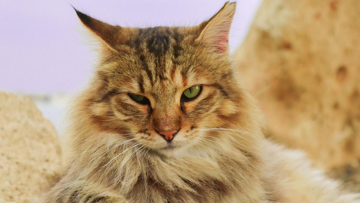 cat de periculos este parul de animale