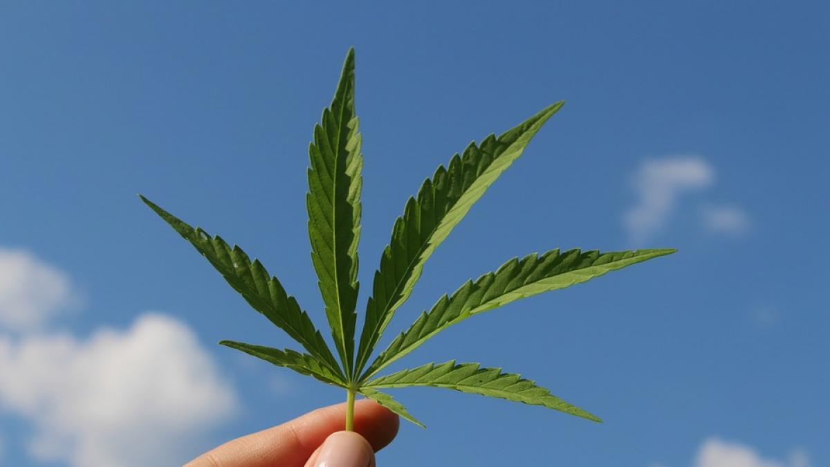 legalizarea calmantelor pe baza de canabis respinsa de senat