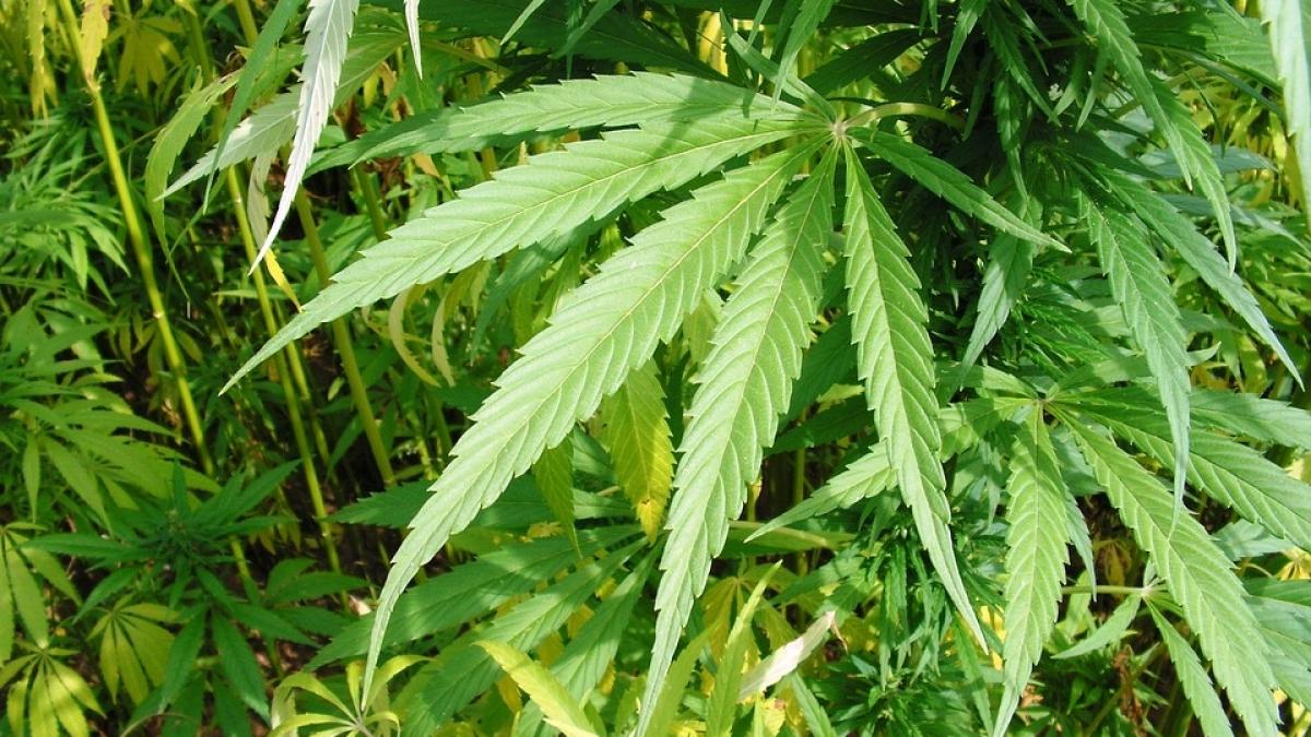 plantatie de canabis in curtea unui tanar din iasi barbatul facuse o sera in spatele casei