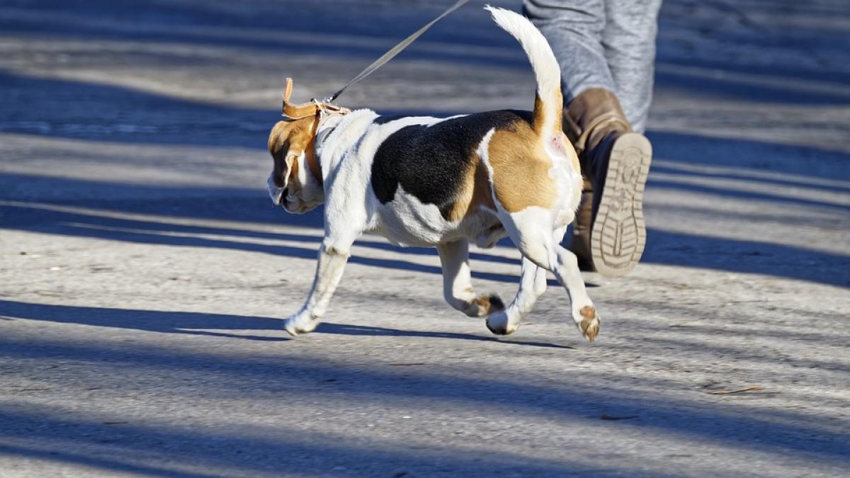 primaria capitalei vrea sa inceapa recensamantul animalelor cu stapan ce amenzi risca cei care