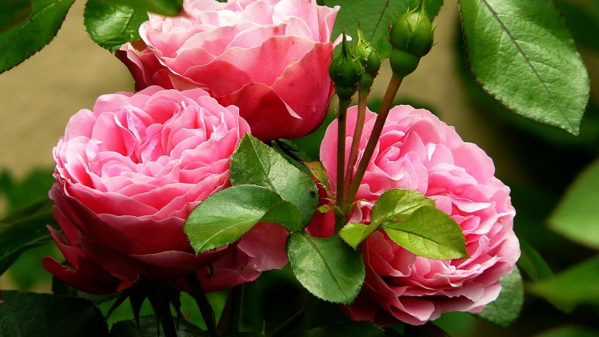 mesaje de sf dumitru cele mai emotionante urari mesaje si felicitari de sf dumitru pentru prieteni