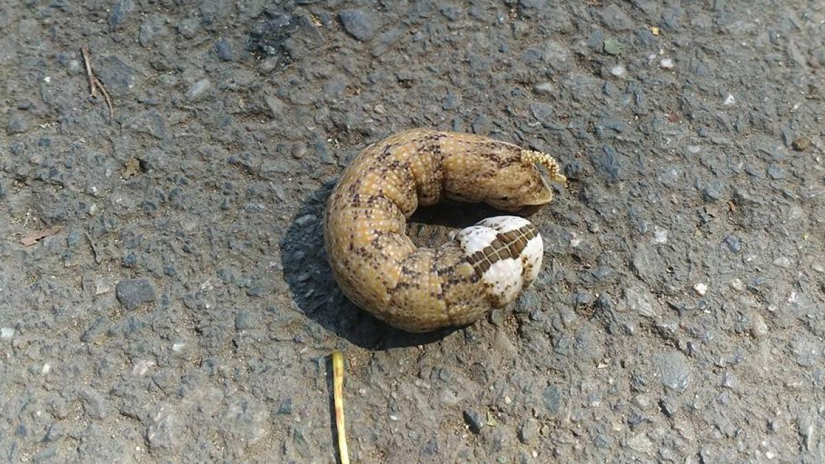 tanara a gasit asta pe o alee din bucuresti si a postat imaginea imediat pe facebook are cineva