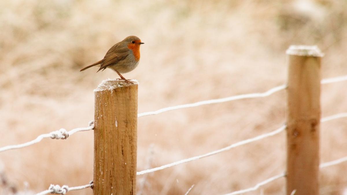 vremea pentru urmatoarele doua saptamani frigul pune stapanire pe toata tara cand vine iarna
