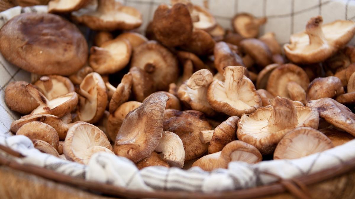 a cules ciuperci din padure si le a adus acasa sa le puna pe gratar familia a refuzat sa le atinga