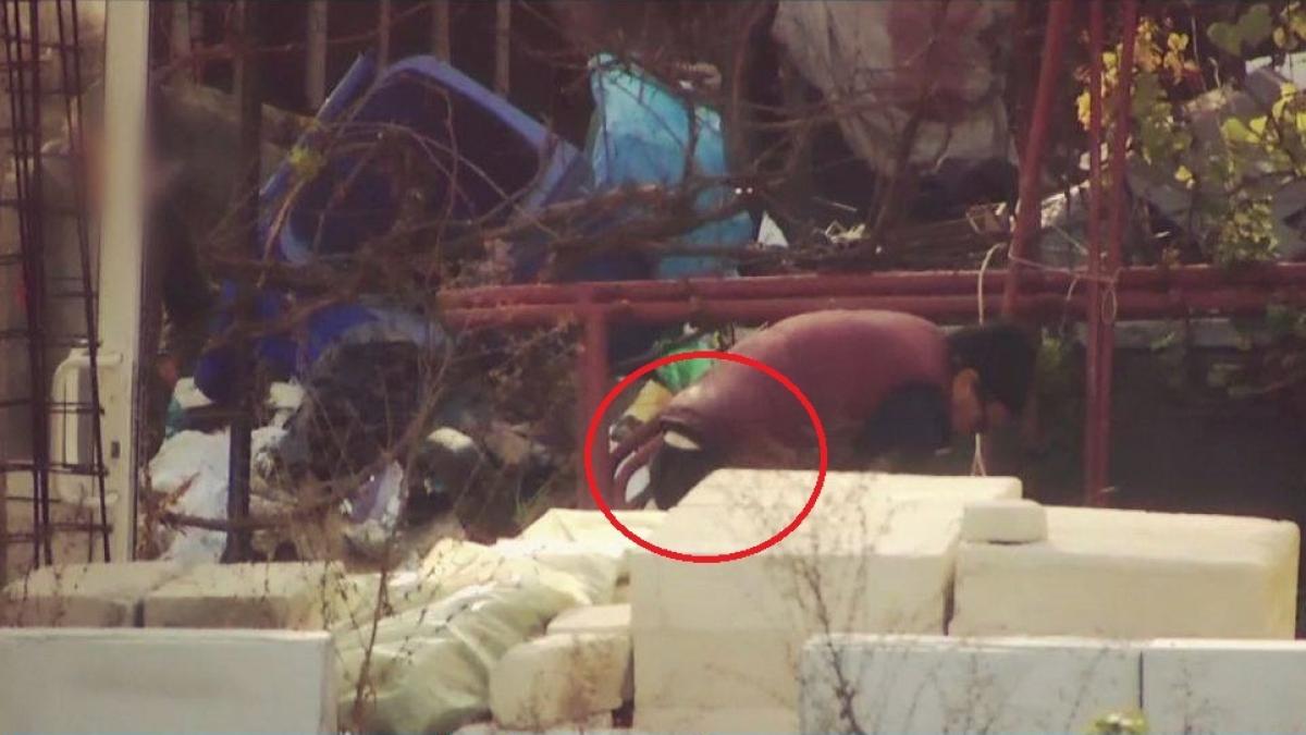 marturia facuta de unul dintre vecinii pedofilului din calarasi l am vazut ca purta lenjerie intima