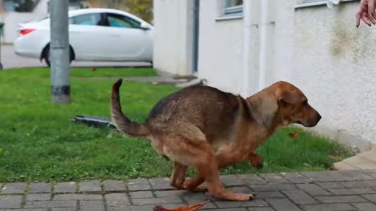 Un cățel cu labele retezate în România a devenit un simbol în Marea Britanie: „Cineva i-a tăiat picioarele, dar ea tot voia să fie în preajma oamenilor” (VIDEO)