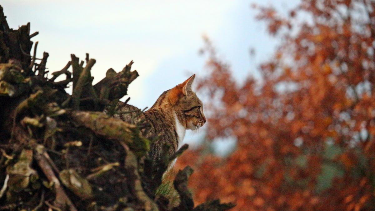 vremea prognoza meteo pentru 2 octombrie cum va fi vremea in weekend