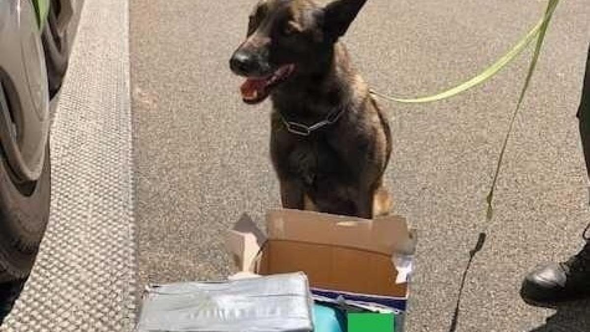 doi barbati din bucuresti au fost prinsi in flagrant la primirea unui colet burdusit cu droguri