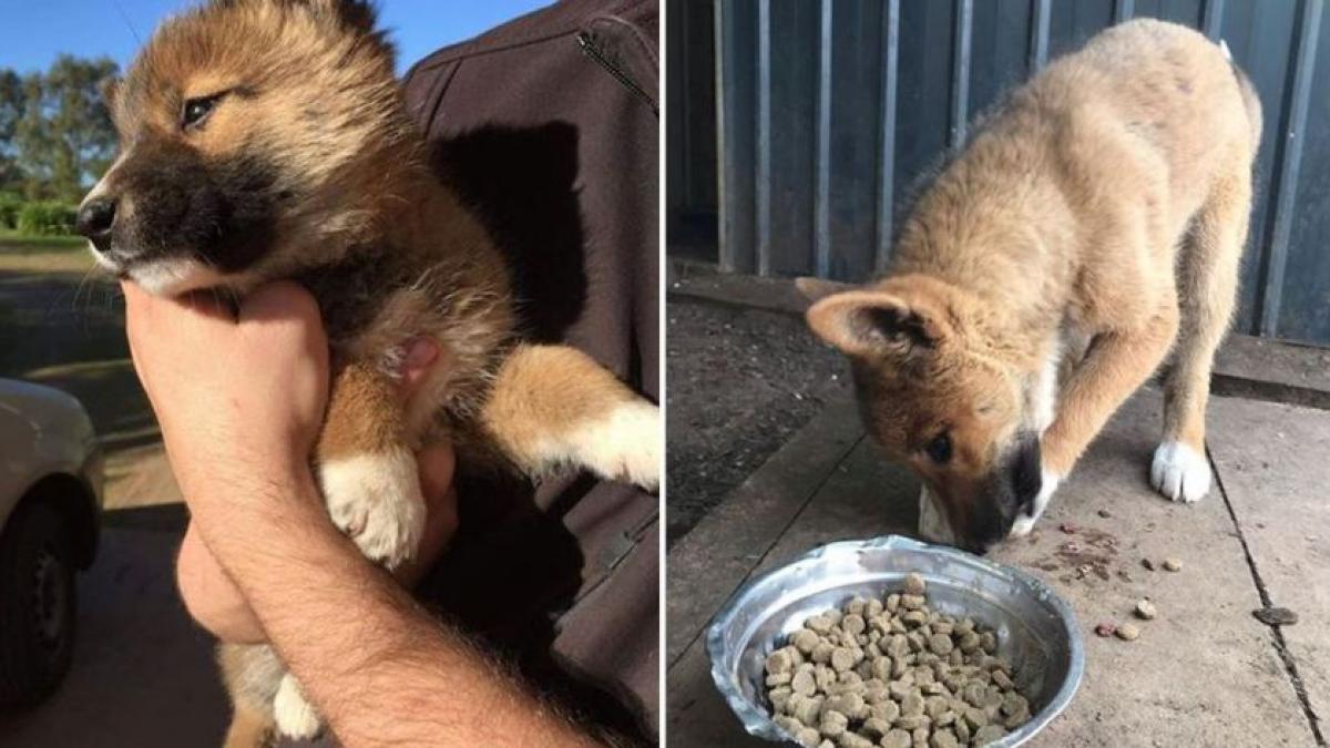 a fost trezita in miezul noptii de un zgomot ciudat venind din curte a iesit sa vada ce e doamne ce