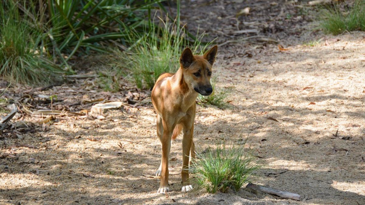 au gasit un catel vagabond adorabil abandonat in curtea casei si l au luat inauntru cand l au dus la