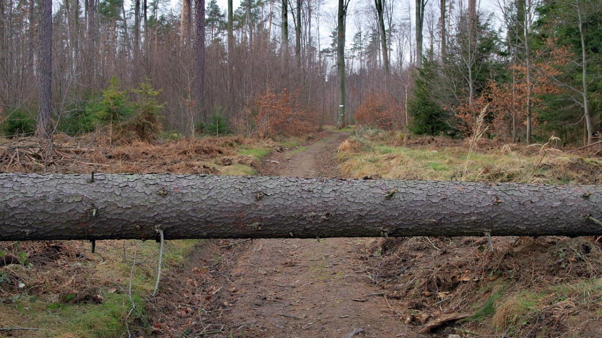 politistii din bacau au fost alertati sa vina de urgenta intr o padure cand au ajuns la fata