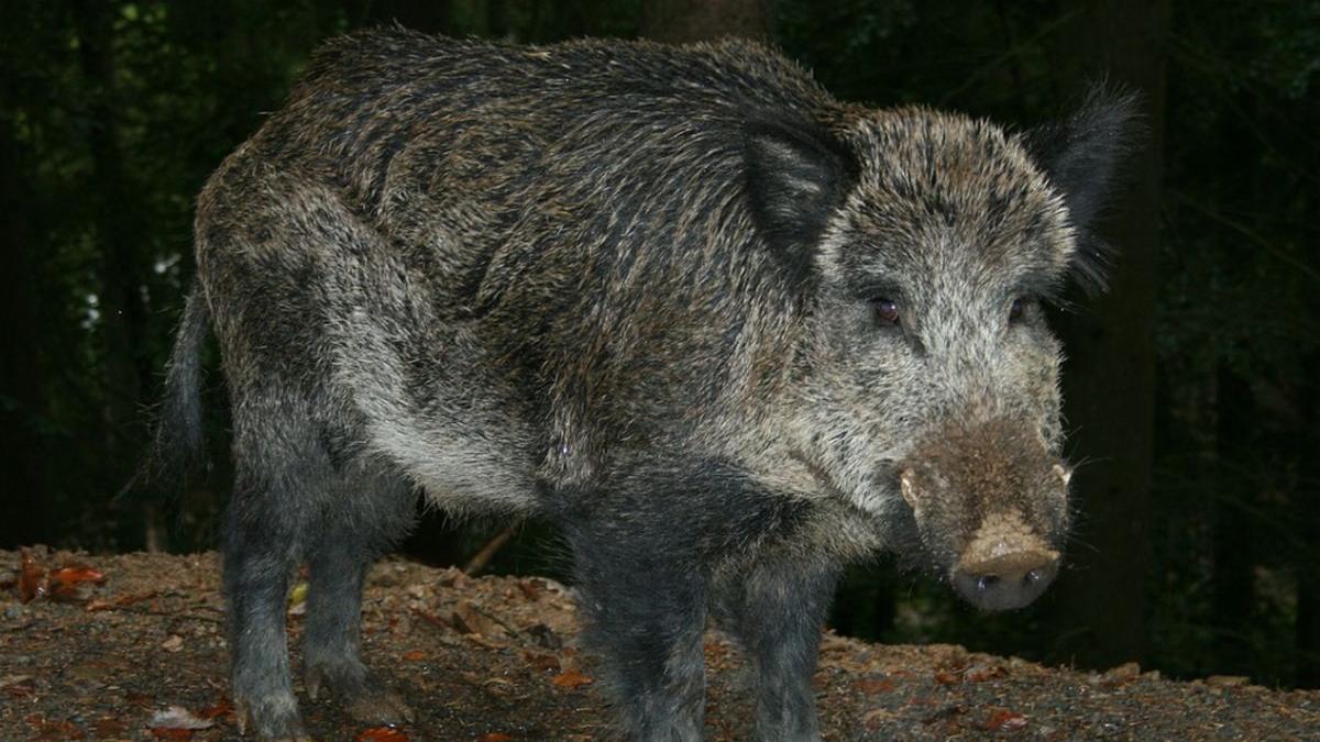 accident neobisnuit intr o comuna din dambovita din cauza unui porc mistret soferul a fost grav accident neobisnuit intr o comuna din dambovita din cauza unui porc mistret soferul a fost grav