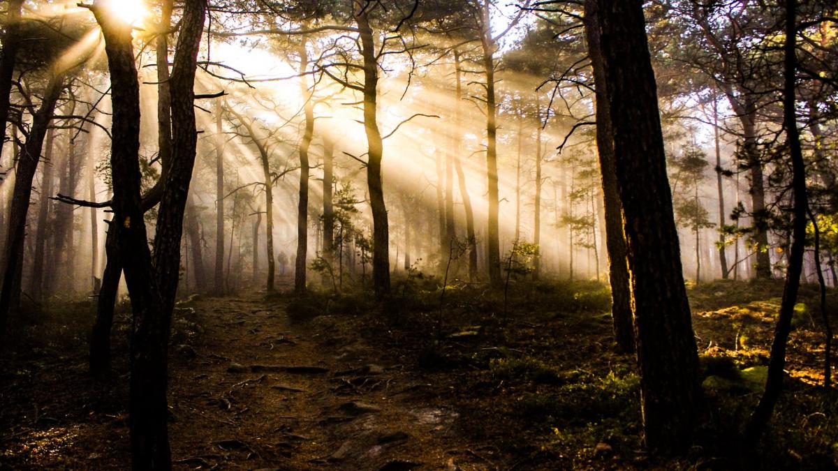 pesta porcina face prapad in padurile din covasna 20 de cadavre au fost gasite pana acum de