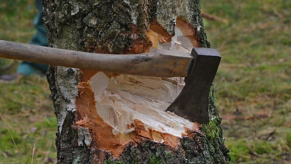 pilda zilei padurea era tot mai mica dar copacii votau mereu pentru topor caci