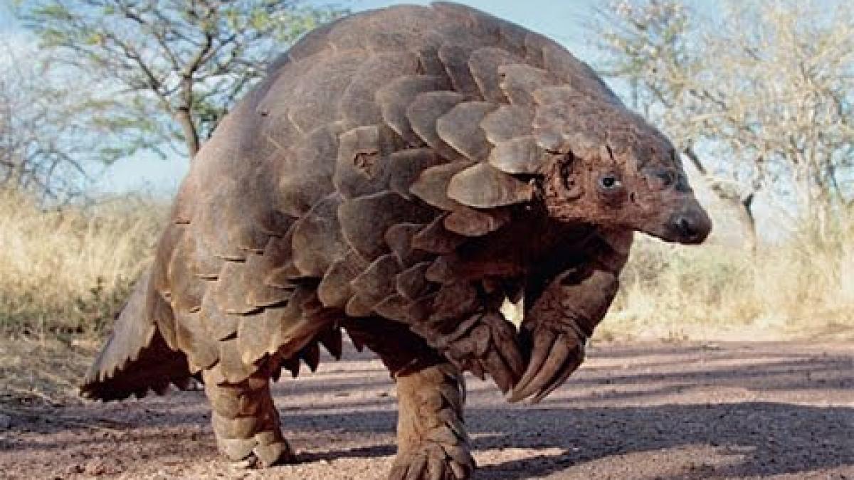 scandal la nivel mondial numele unui diplomat roman implicat in traficul cu solzi de pangolin