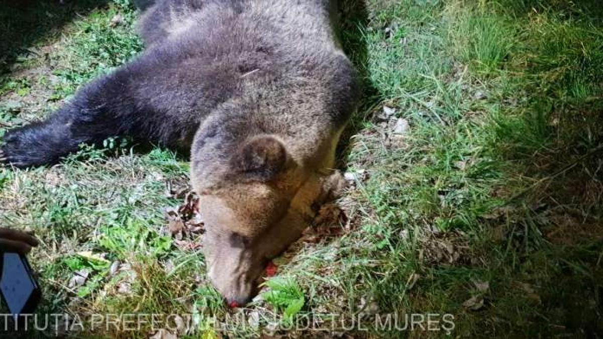 un alt urs a fost omorat de o masina in judetul mures