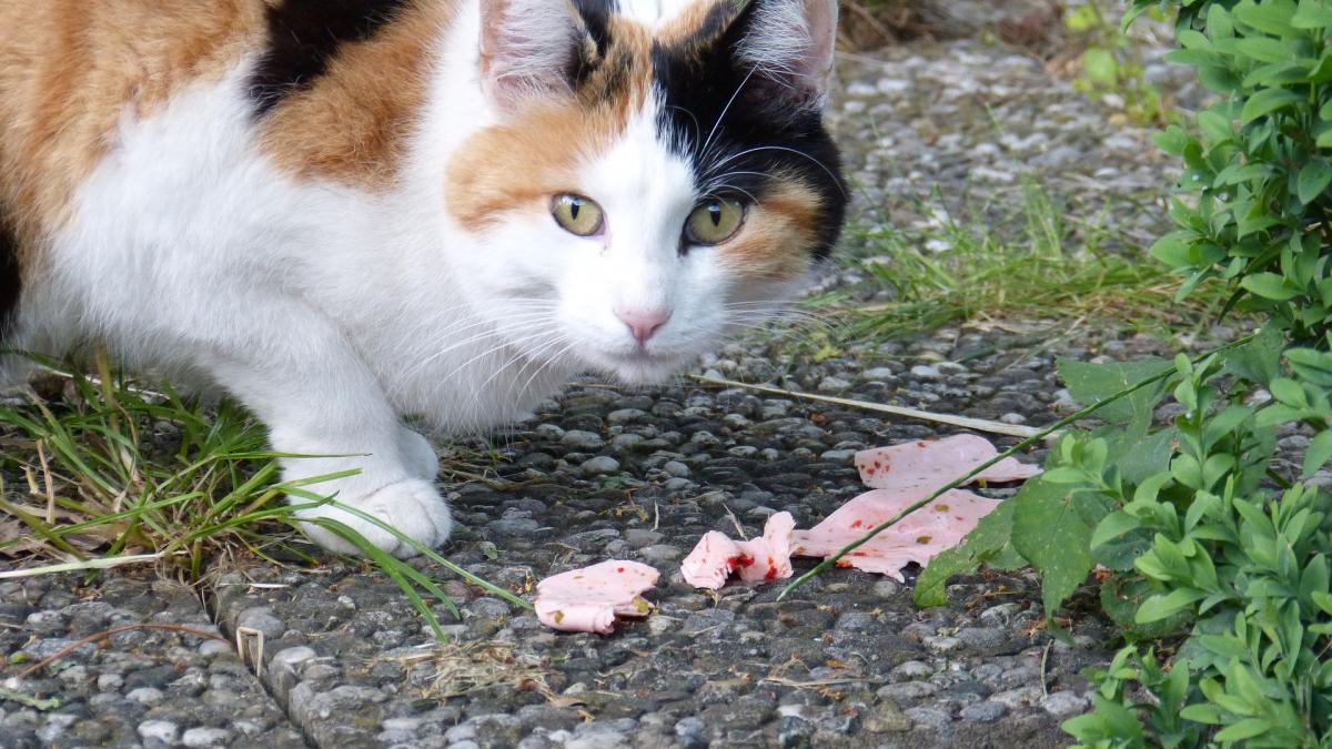o pisica i a furat unui tanar din vrancea din mancarea de pe masa tanarul s a aplecat dupa animal