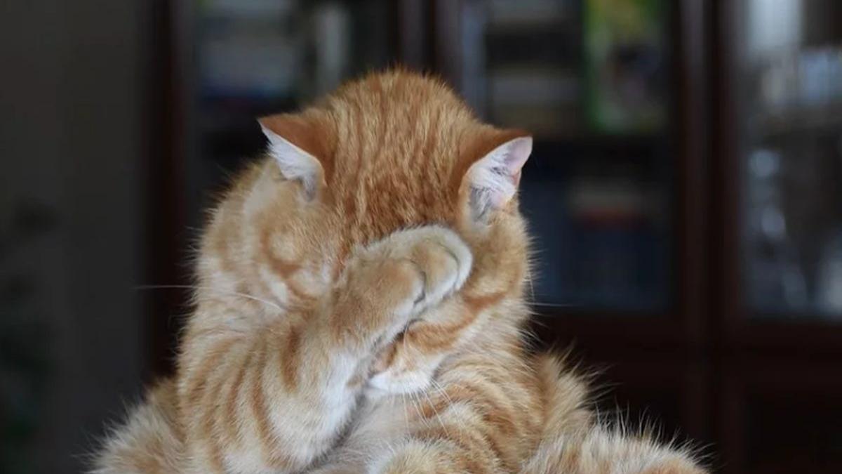 si a dus pisica la veterinar dar medicul nu stia ce este asta nu e pisica normala femeia a avut