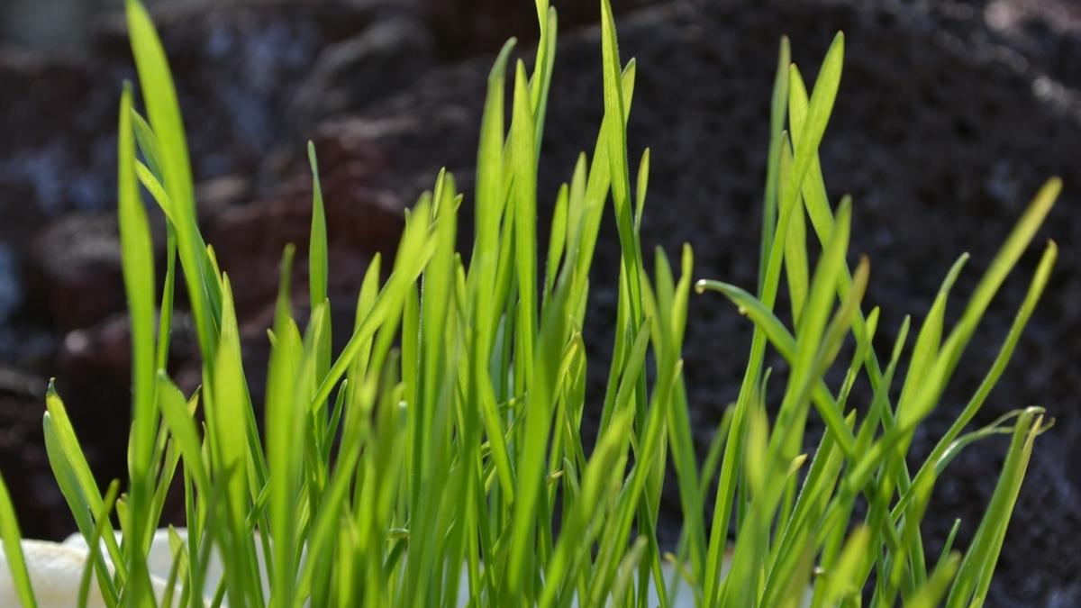 sfantul andrei cand se pune graul la incoltit de sfantul andrei