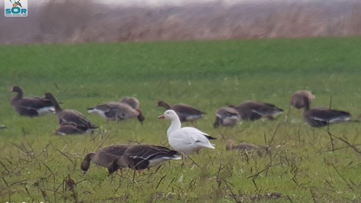 o gasca de zapada a ajuns in romania este primul exemplar observat in tara noastra