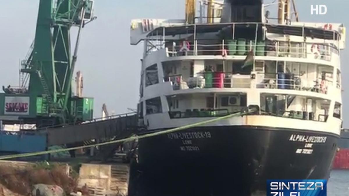 sinteza zilei imagini scandaloase vaci batute cu bestialitate in port la doi pasi de oile salvate