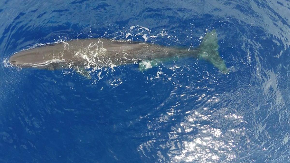 au gasit un monstru marin pe o plaja cand i au taiat burta s au ingrozit ce inghitise creatura