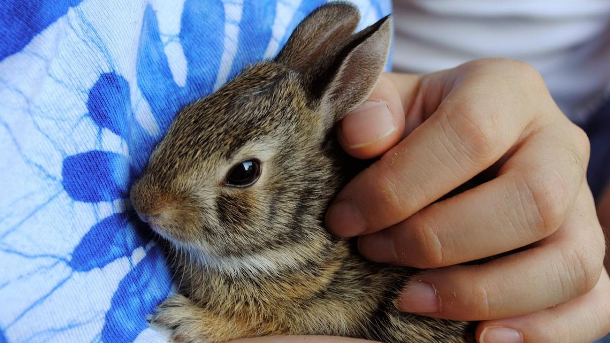 joaca cu un iepuras a bagat in spital un copil la botosani semnal de alarma pentru parinti