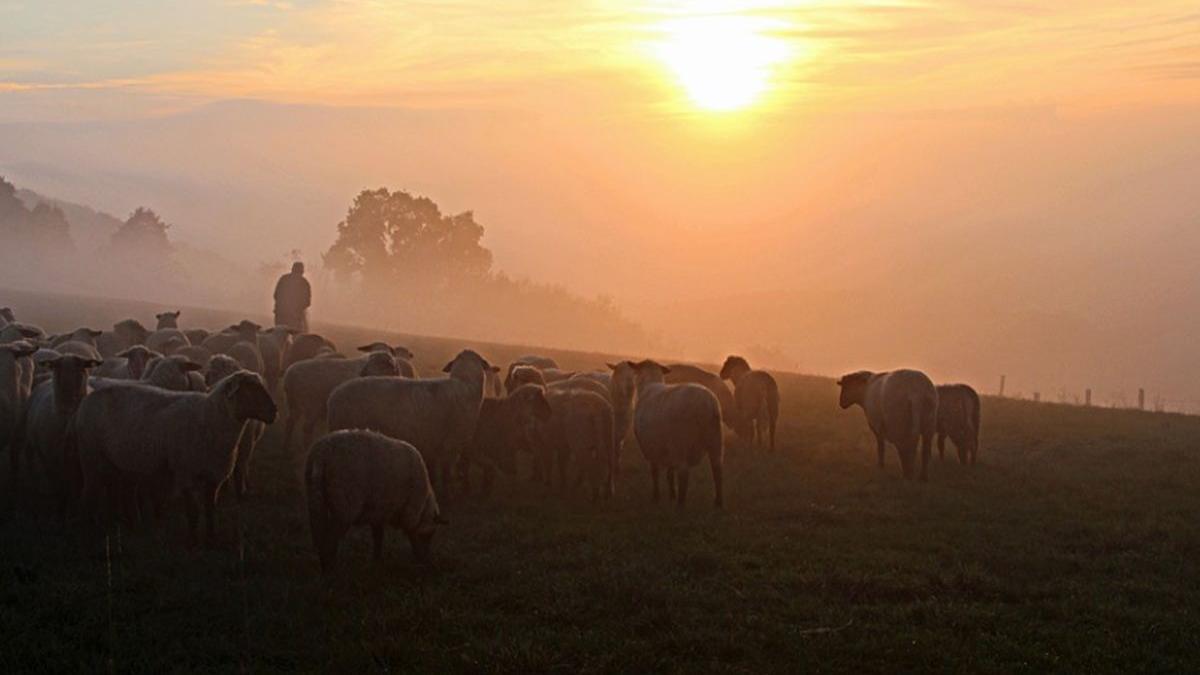 caz grav de sclavie in romania un baiat si o fata batuti si paziti cu cainii pentru a avea grija de