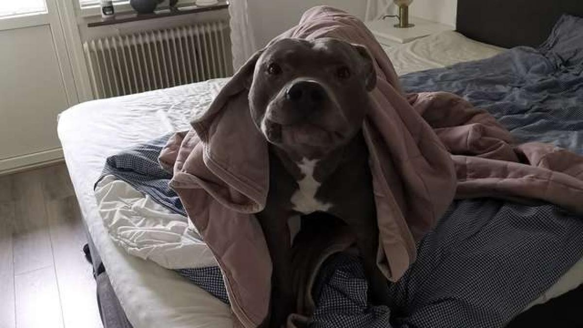 se temea cumplit de cainele vecinului pana intr o zi cand animalul i a salvat viata