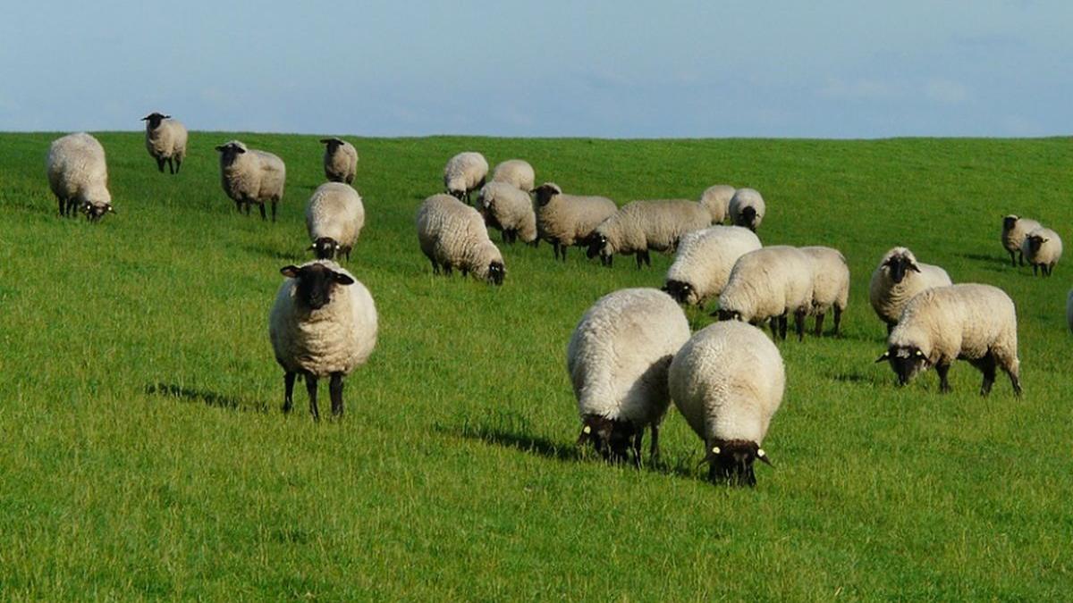 accident teribil in satu mare un sofer a omorat cu masina 30 de oi