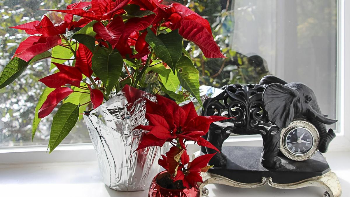 cum ingrijesti craciunita floarea care impodobeste sarbatorile de iarna
