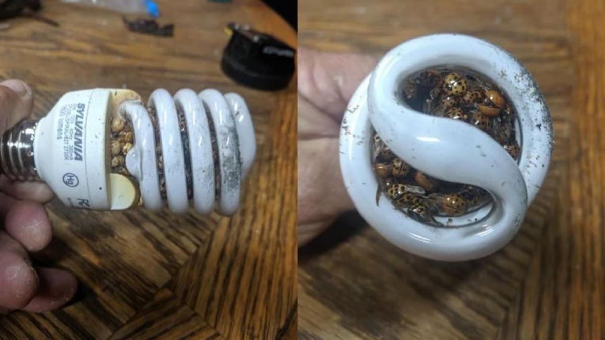 avertismentul unui barbat cu privire la becurile spiralate a devenit viral pe internet casa lui a