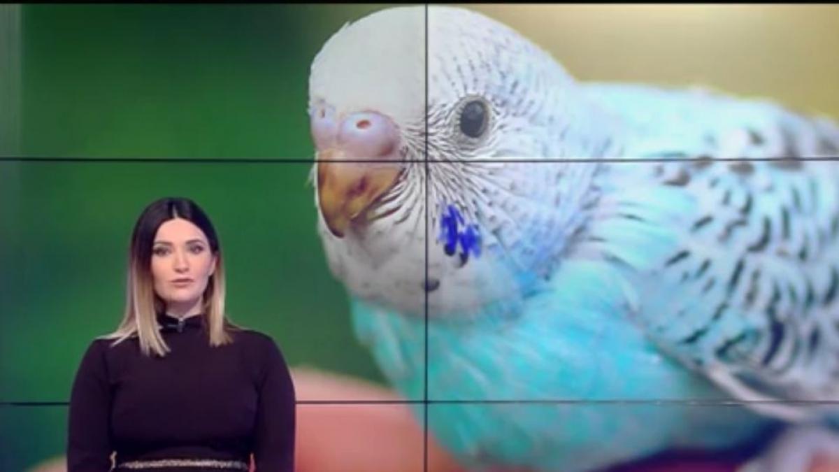 de ce sunt perusii periculosi pentru ochi