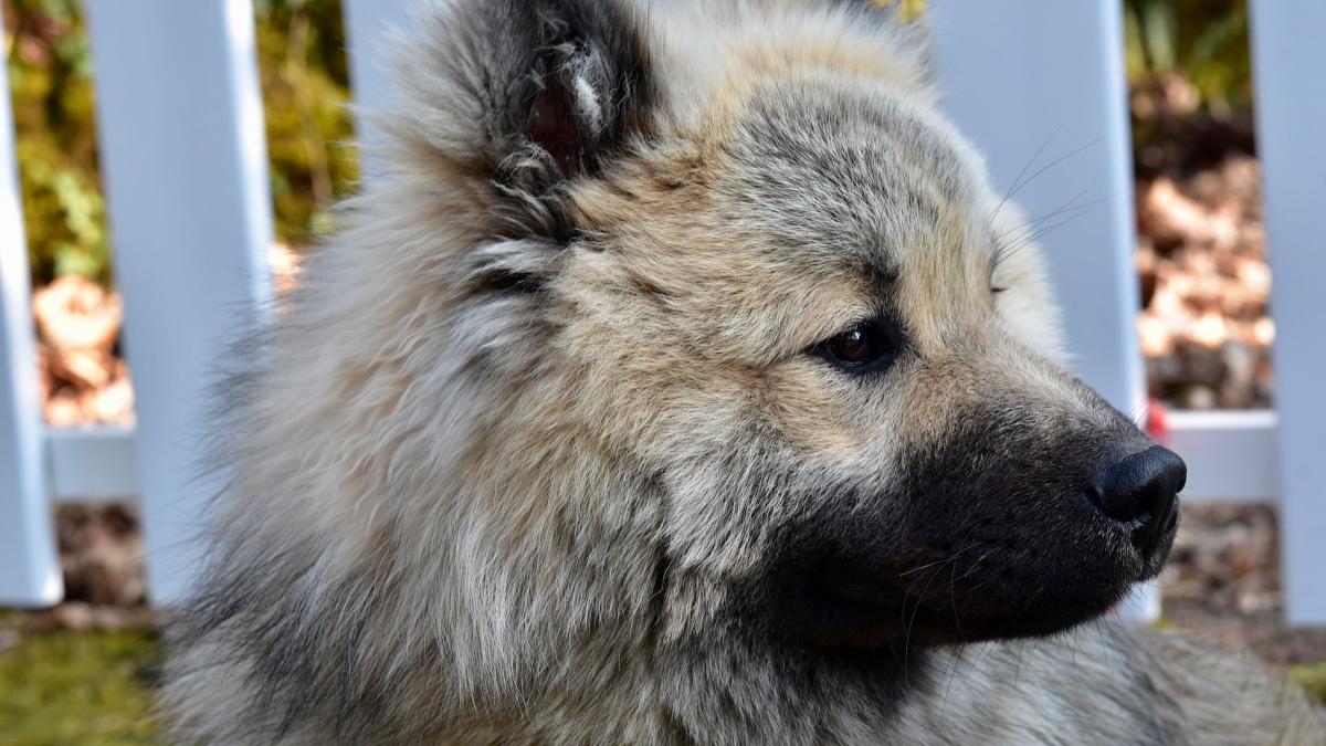 A crezut că a lovit cu mașina un pui de husky și l-a luat în mașină să-l ducă la veterinar. După ceva vreme și-a dat seama ce avea de fapt în dreapta lui