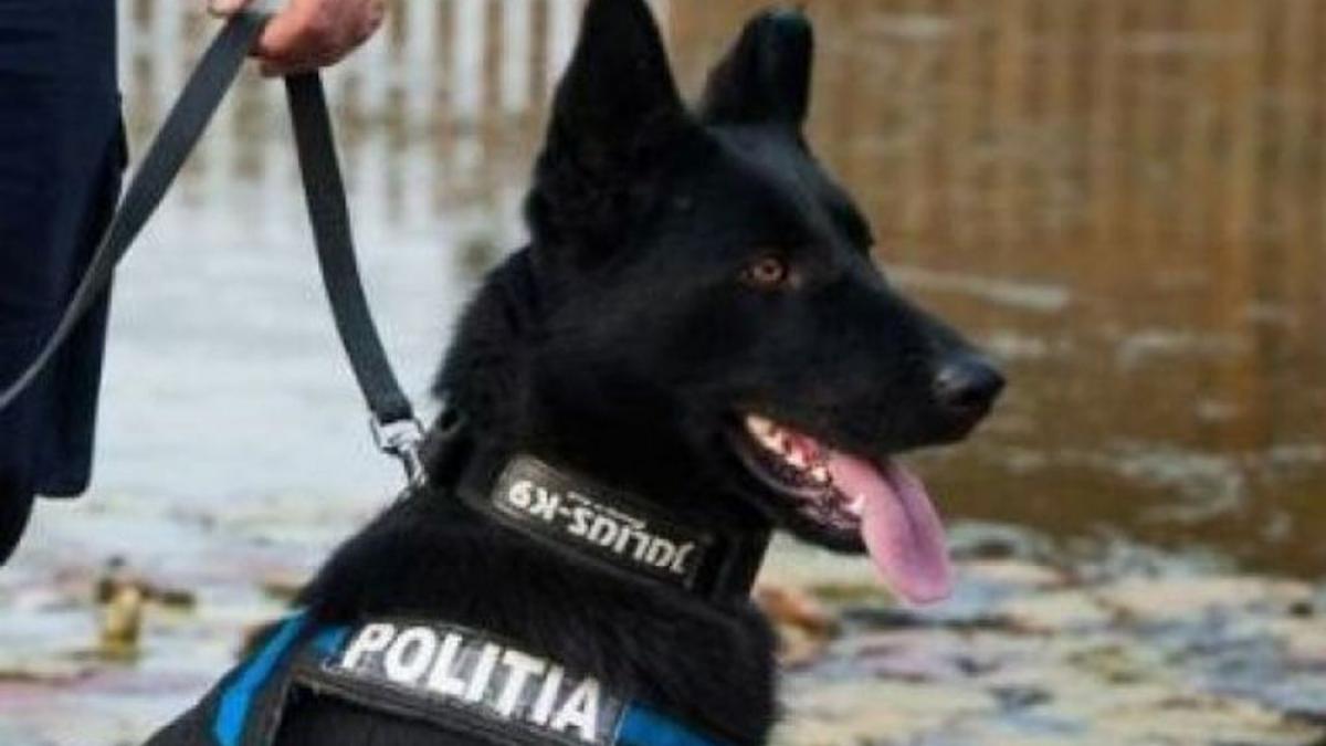 il cheama teba si este cel mai bun caine de urma din politia romana recent a prins un temut criminal