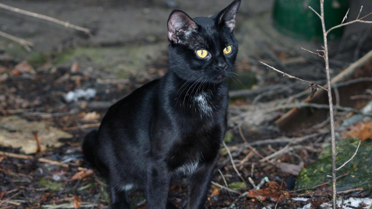 vineri 13 de ce este o zi cu ghinion